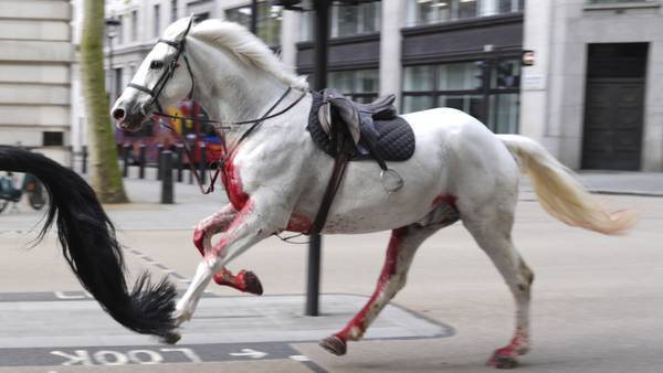 2 military horses that broke free and ran loose across London are in serious condition