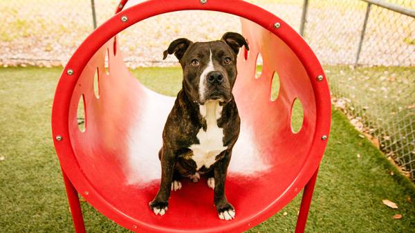 Interested in adopting or fostering? Orange County Animal Services is beyond capacity