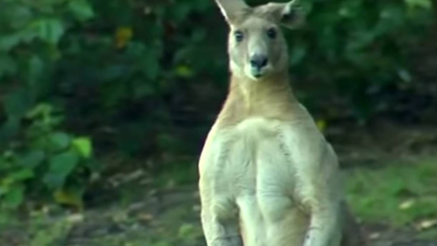 Super Buff Kangaroo Moves Into Australian Suburb Flaunts Bulging 0134