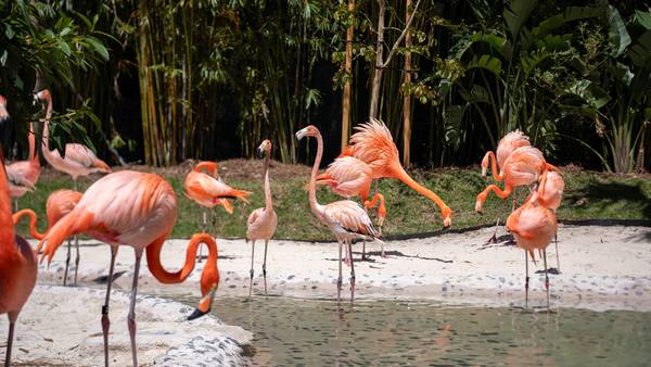 Discovery Cove announces grand opening of all-new Flamingo Point habitat