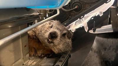 Car wash workers’ remarkable rescue: Groundhog found stuck in bumper sparks extraordinary effort