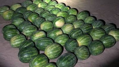 2 people arrested for allegedly stealing 57 watermelons in California