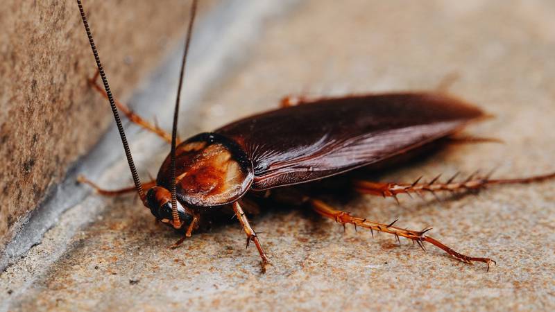 Pest Control Company Will Pay You 2500 To Release 100 Cockroaches