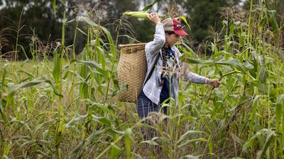 Spring rains destroyed a harvest important to the Oneida people. Farmers are working to adapt