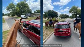 Hold your horses: Here’s what happens when you’re pulled over by Orlando officers on horseback