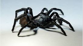 New venomous, ‘tarantula-like’ spider found in south Florida