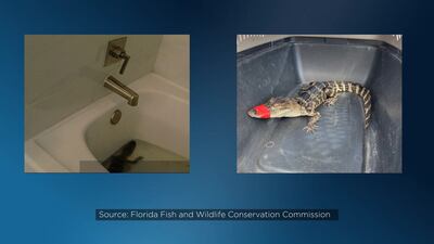 Florida woman admits to stealing alligator for party