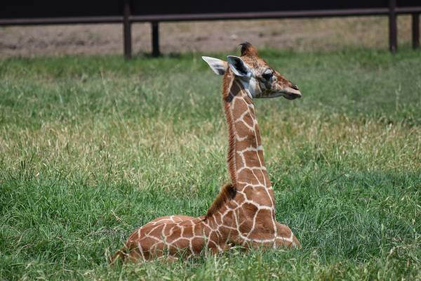 Baby giraffe born outdoors at Wisconsin zoo as visitors look on