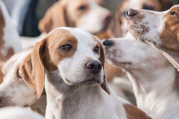 Federal officials sue Virginia dog breeding facility, seize at least 145 beagles