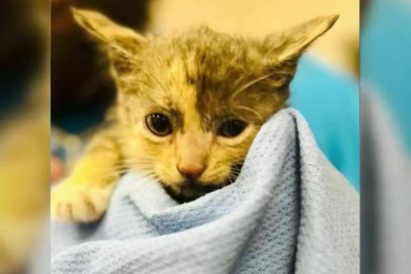 SEE: Tampa police rescue kitten found outdoors during Hurricane Ian