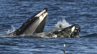 A bewildered seal found itself in the mouth of a humpback whale