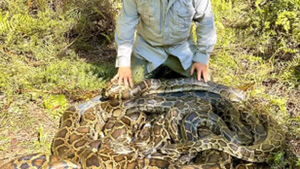 500-pound 'mating pile' of pythons found in Florida marsh near Naples