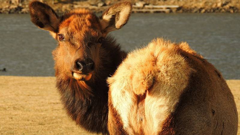 Cow elk