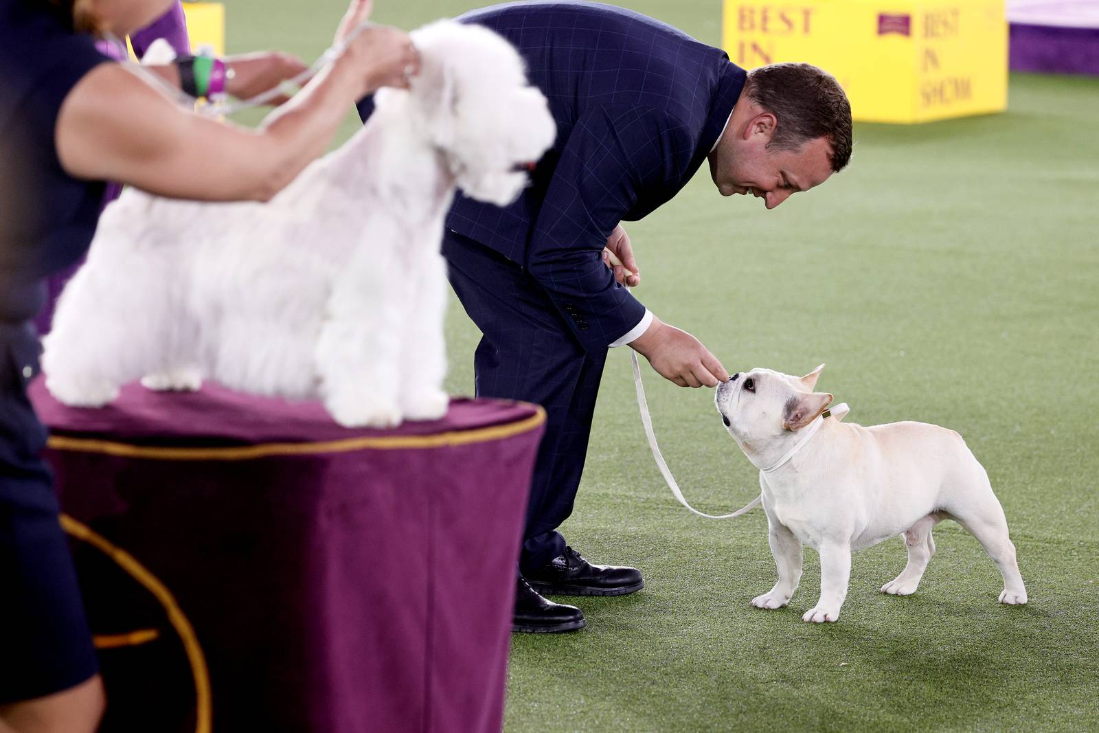 Westminster Dog Show 2021 See the best in show, group winners WDBO