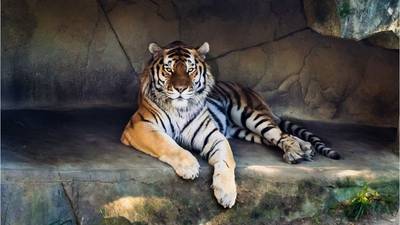 Tiger at Ohio zoo dies after contracting COVID-19
