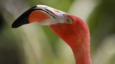 Flamingos found in unusual places after Hurricane Idalia