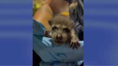 Too cute: Florida police searching for drugs find baby raccoon in woman’s backpack