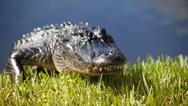 Alligator euthanized after biting Volusia County man’s leg in his front yard
