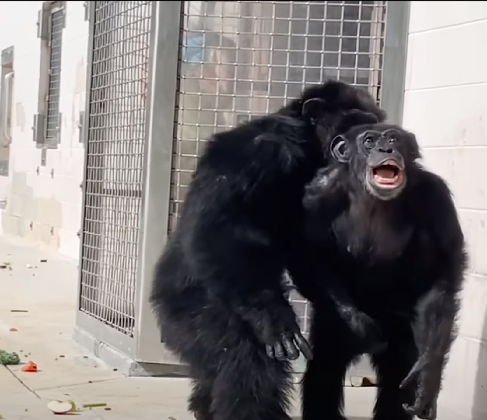 VIDEO: 29-year old chimp sees sunlight for the first time after