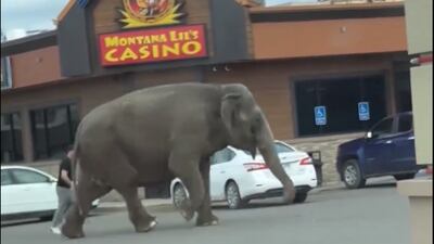 VIDEO: Circus elephant runs loose on Montana streets after escaping handlers