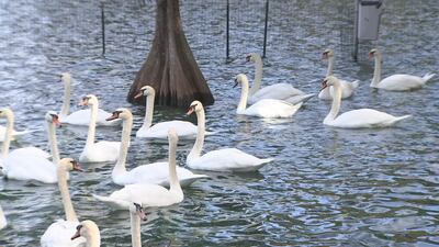 Orlando confirms bird flu cases after several swan deaths at Lake Eola Park