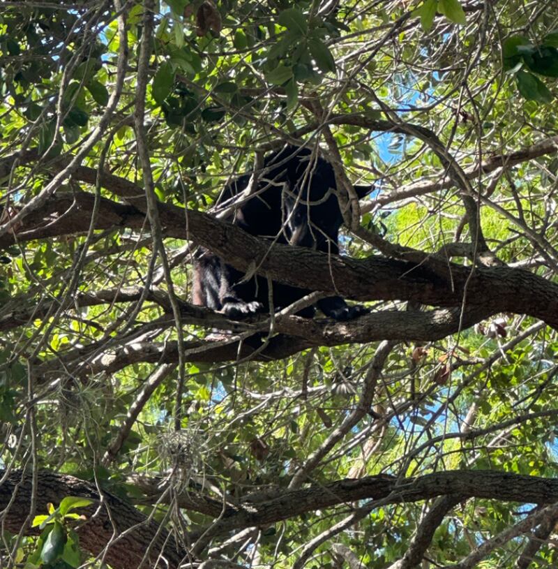 Disney World Bear In Tree At Magic Kingdom Captured To Be Relocated To Ocala National Forest 