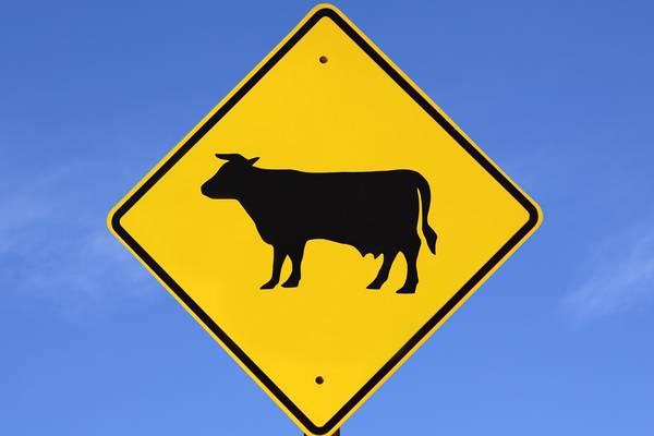 Motorist killed after colliding with 5 cows on rural road, troopers say