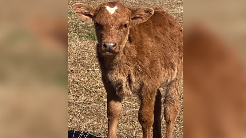 Just in time for Valentine’s Day, a sweet baby calf had a heart-shaped spot forming on her head.