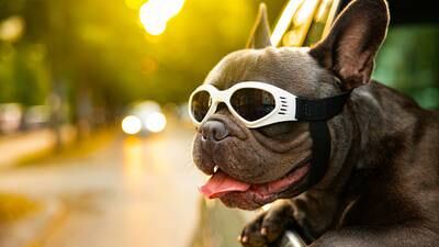Photos: 12 adorable images of French bulldogs