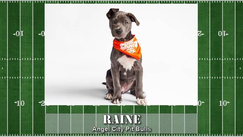 Puppy Bowl starting line up