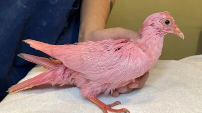 New York City’s pink pigeon may have been part of a gender reveal