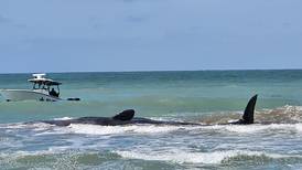 70-foot-long whale beached on Florida’s Gulf Coast