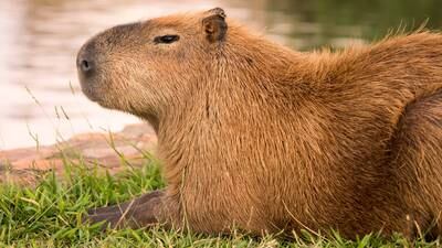 Florida’s Gatorland highlights capybaras, world’s largest rodents, in new encounter