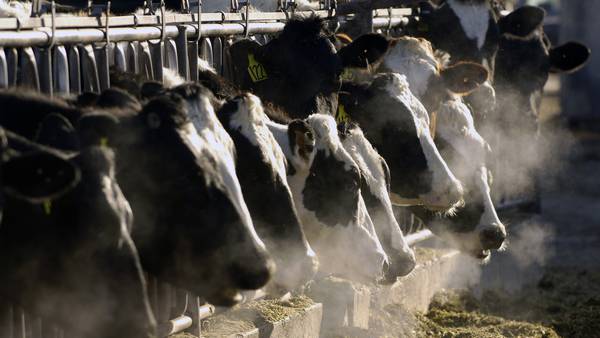 Florida adds restrictions to dairy cows to prevent spread of bird flu
