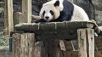The last pandas at any US zoo are expected to leave Atlanta for China this fall