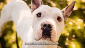 Orange County shelter reports 37% increase in pet surrenders fueled by affordable housing crisis