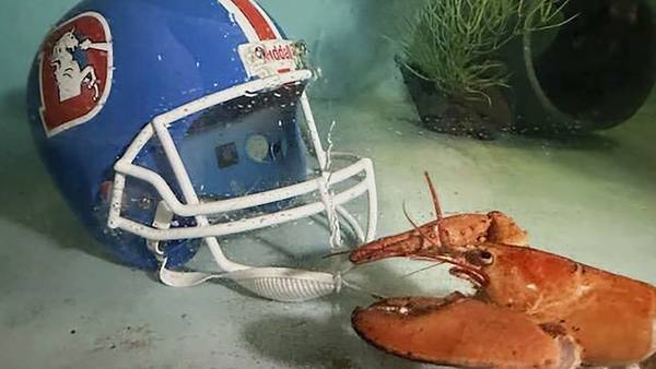 Colorado Red Lobster restaurant finds rare orange lobster in shipment, takes it to Denver aquarium