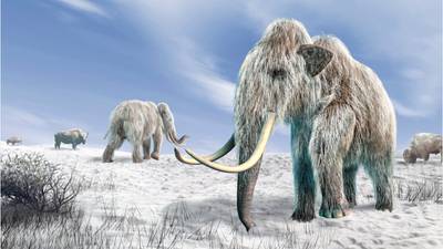 Scientists plan to reincarnate the woolly mammoth within the next 4 years