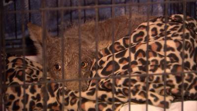 ‘Mystery animal’ escapes from Pennsylvania wildlife rescue