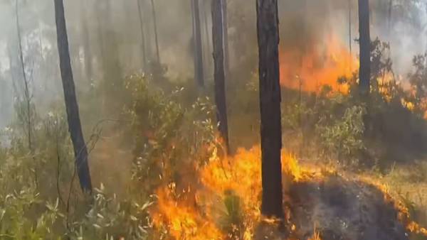 Florida officials warn residents to prepare for wildfire season