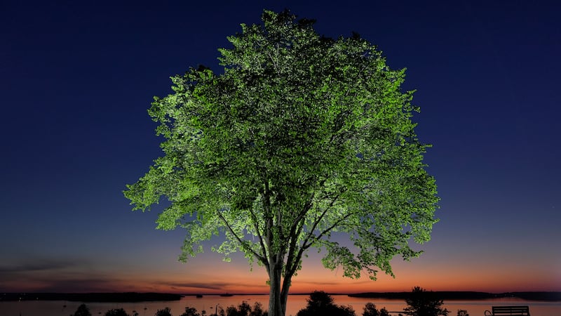 A new generation of elm trees could be equipped to beat the disease that killed the parents
