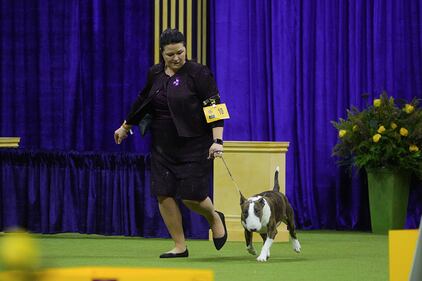 Westminster Kennel Club