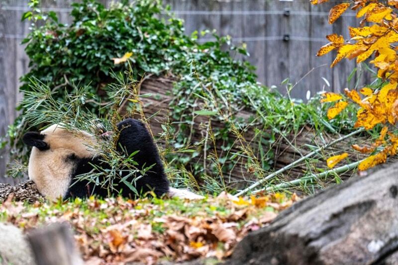 Giant Pandas