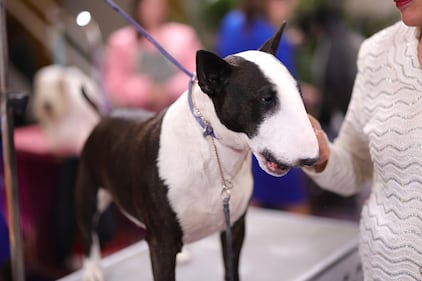 Westminster Kennel Club