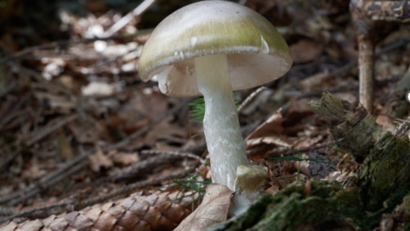 California officials warn against foraging wild mushrooms after deadly poisoning outbreak
