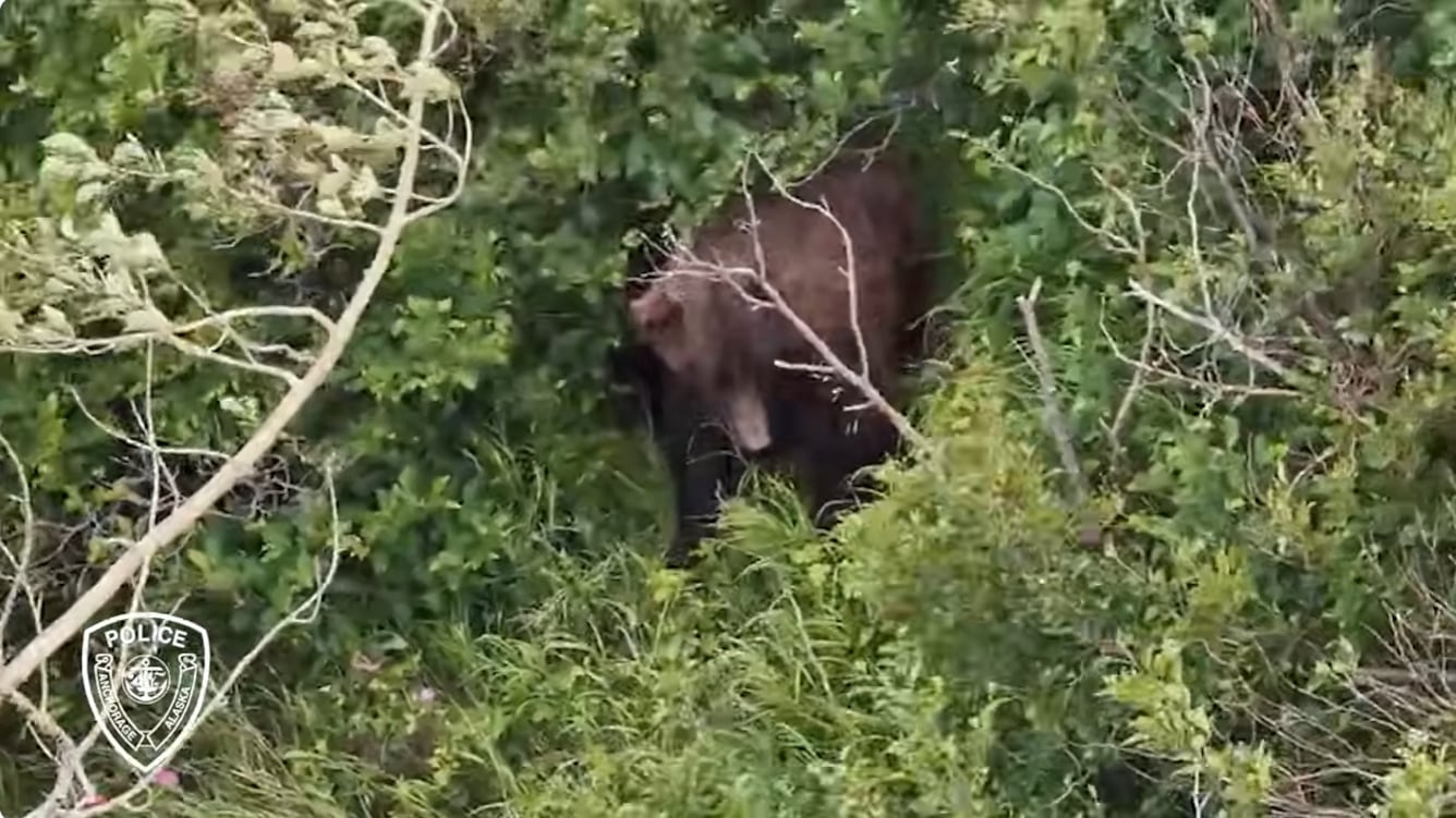Brown bear