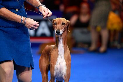 National Dog Show