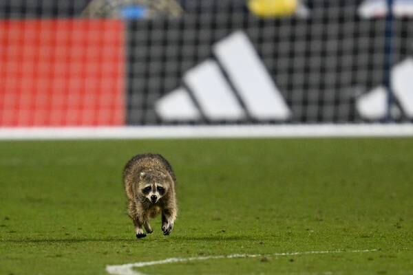 Philadelphia Union-NYCFC match interrupted by raccoon field invader
