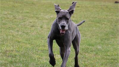 Woman attacked, killed by her 5 Great Danes